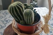 Cactus Plants