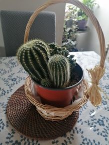 Cactus Plants