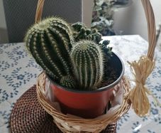 Cactus Plants