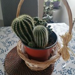 Cactus Plants