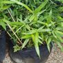 Bissetii Bamboo 4ft Image 3