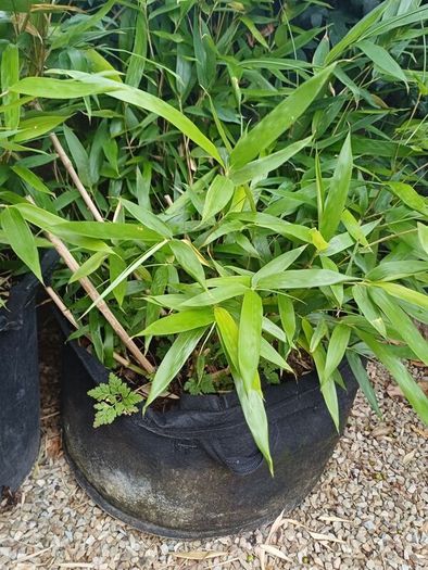 Bissetii Bamboo 4ft