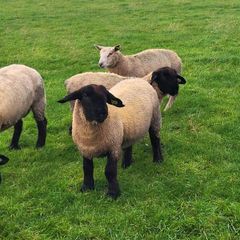 Pedigree Registered Suffolk ram lambs for  sale