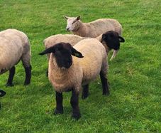 Pedigree Registered Suffolk ram lambs for  sale