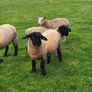 Pedigree Registered Suffolk ram lambs for  sale Image 4