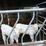 Bull calves Image 8