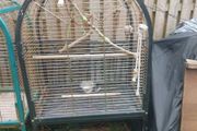 parrot cage