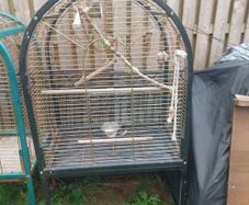parrot cage