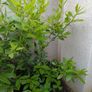 bay tree/plant Image 4