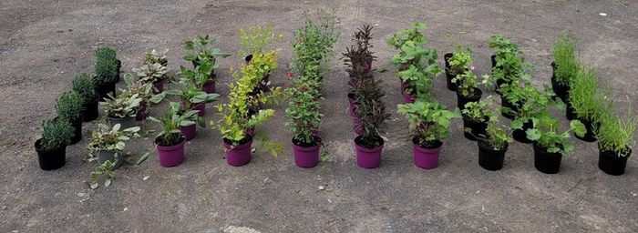 clearence of 50 flowering shrubs/plants.