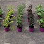 clearence of 50 flowering shrubs/plants. Image 2