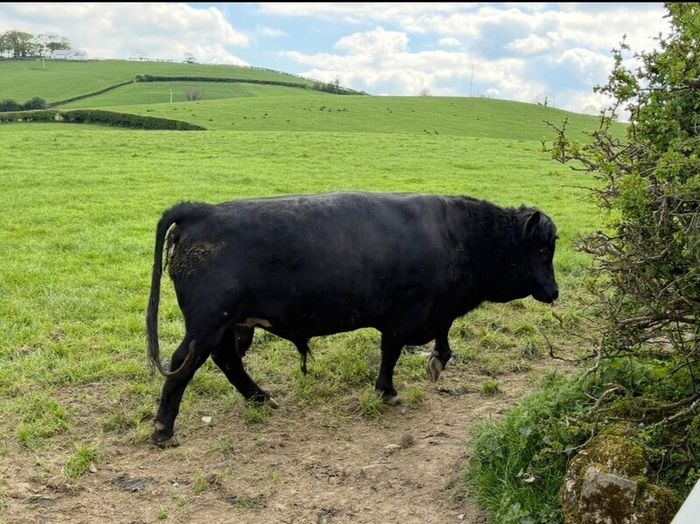Dexter Bull
