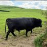 Dexter Bull Image 2