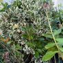 outdoor plants Image 2