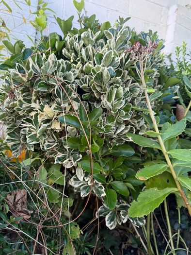 outdoor plants