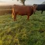 Incalf Heifers Image 3