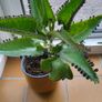 Kalanchoe Daigremontia. Mother of thousands young plant Image 7