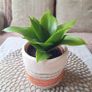 Beautiful Sansevieria Hahnii in decorative pot Image 3