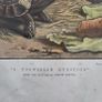 Old late 19th century print. A Darwinian Question Image 4