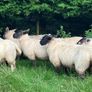 Cheviot Ewe Lambs Image 9