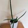 Healthy Sansevieria Cylindrica (African Spear) in Ceramic Pot Image 5
