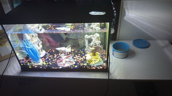 60 litre fish tank