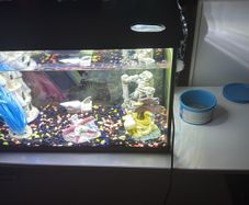 60 litre fish tank