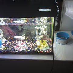 60 litre fish tank