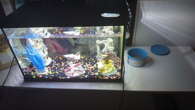 60 litre fish tank
