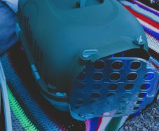 cat carrier and litter tray