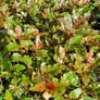 Red Robin Photinia Hedging Plants Image 10