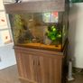fish Image 2