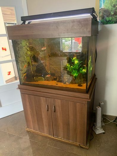 fish