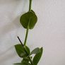 Tall hoya densifolia Image 2