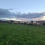 Quality breeding Ewes Image 4