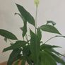 peace lily Image 2