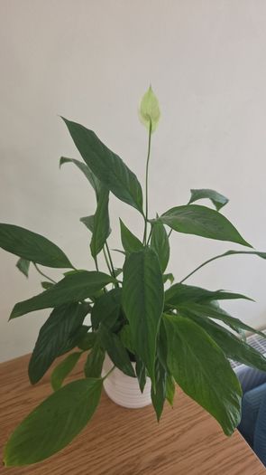 peace lily