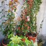 Photinia Fraserii  Red Robun Image 3
