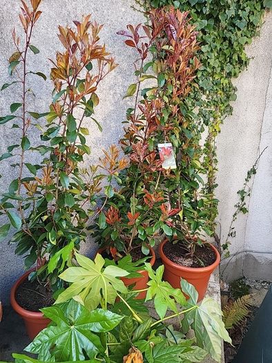 Photinia Fraserii  Red Robun