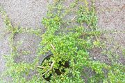 plants