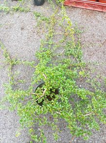 plants