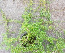plants