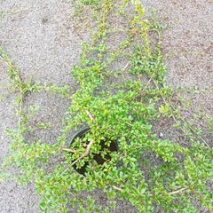 plants