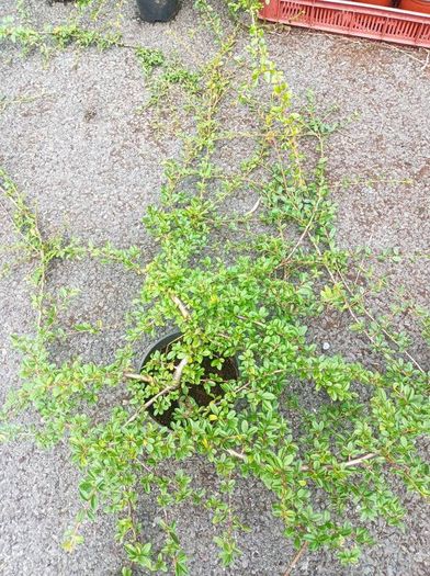plants