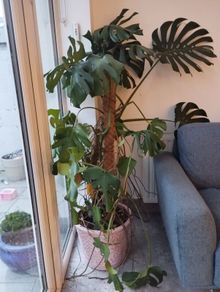 large monstera (swiss cheese plant)