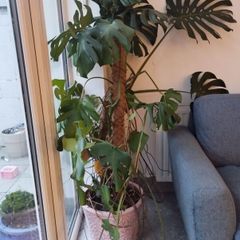 large monstera (swiss cheese plant)