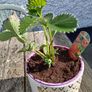 Strawberry Plants Image 7