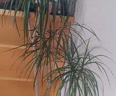 Madagascar dragon tree