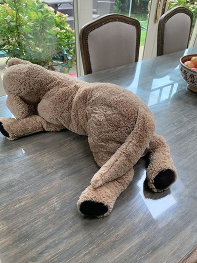 Big cuddly dog
