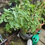 Free potted plants Image 6